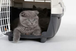 Air Flight Pet Nanny Cats