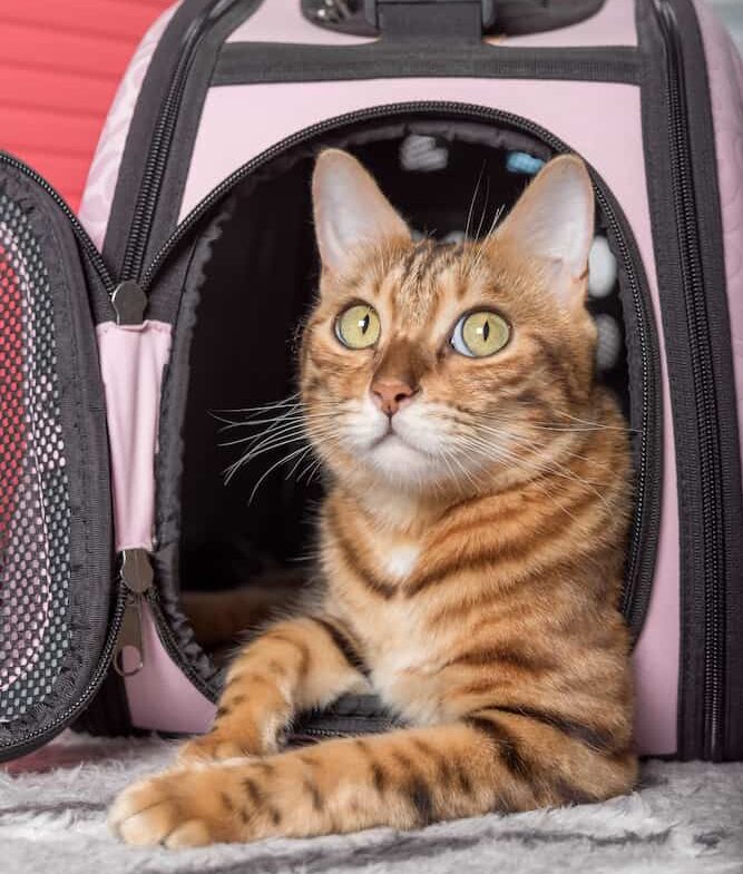 FAQs 4 Air Flight Pet Nanny FAQ