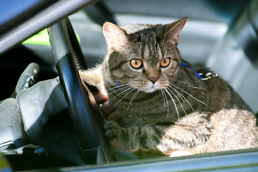 Pet Transport by Ground 4 Ground Cat Transport
