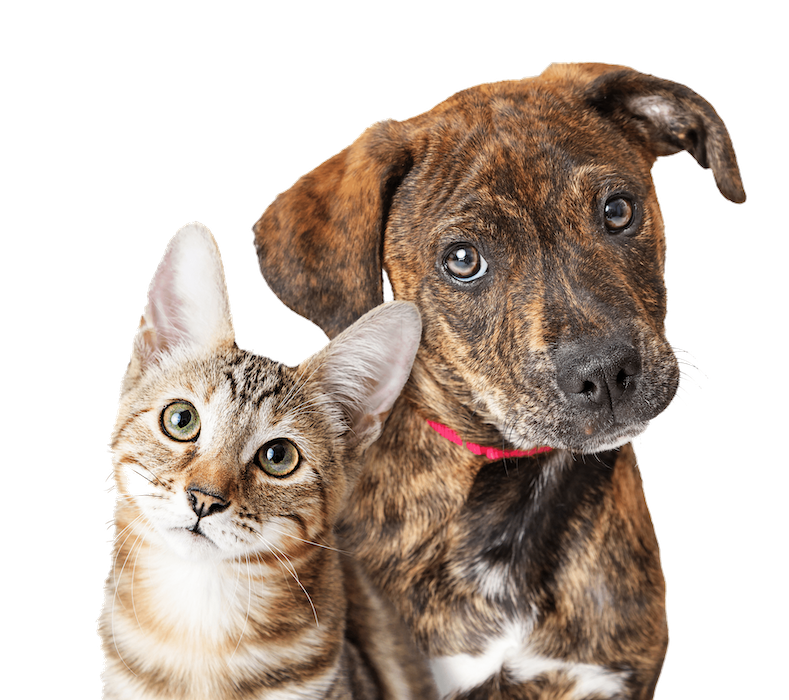 Transport for Pets Process 1 Contact Private Pet Transport
