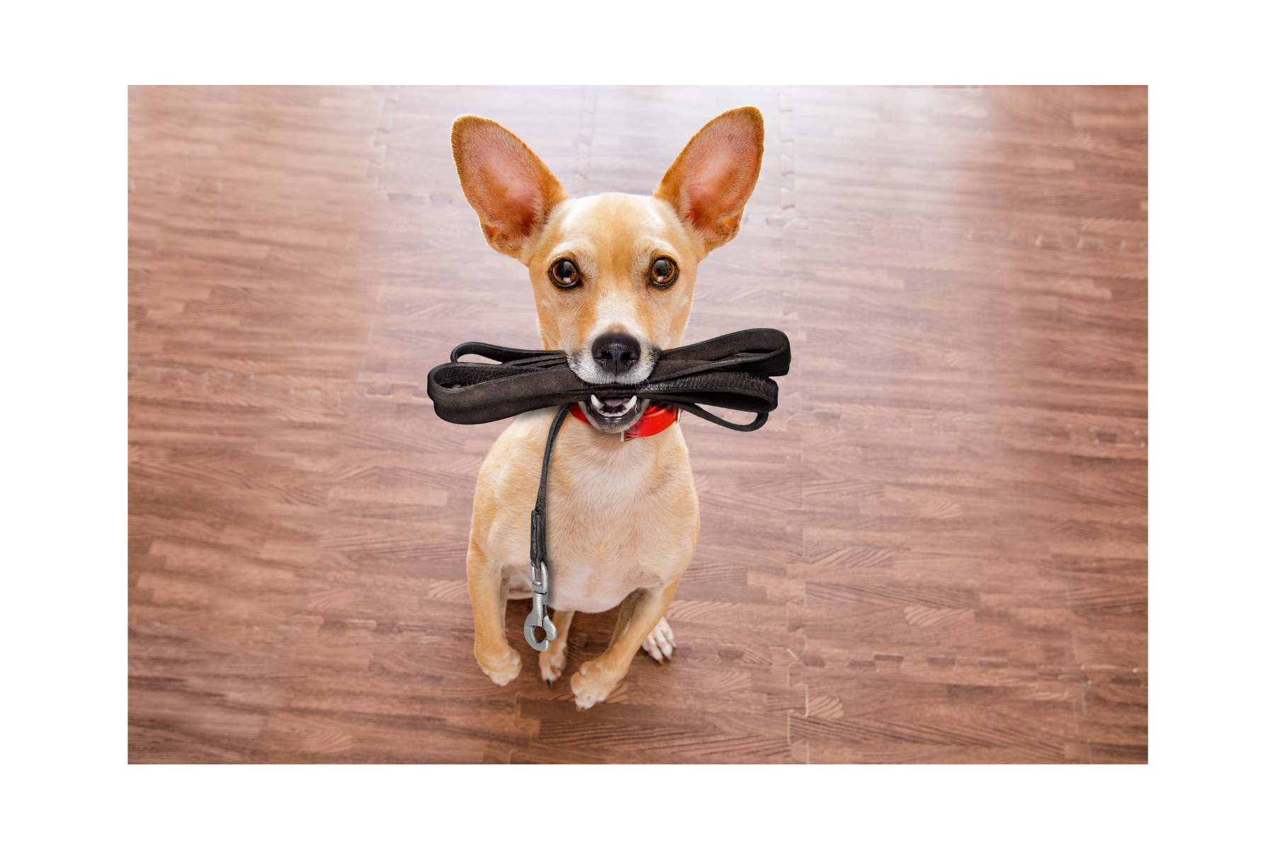 How Often Should Dogs Be Let Out To Pee? Pet Care & Wellness Pet Sitter