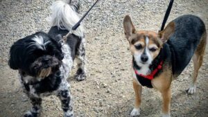 24 HR In Home Pet Care 2 The Sterling Pooch Dog Sit