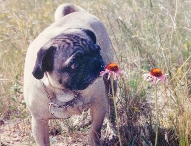 24 HR In Home Pet Care 1 The Sterling Pooch Emmit