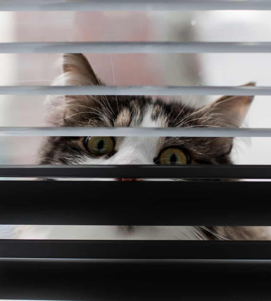 FAQs 2 FAQ 24 Hour Pet Sitting