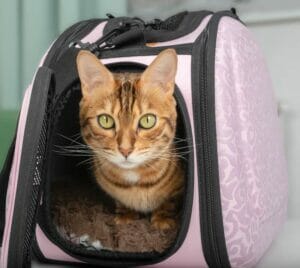 In Cabin Cat Transporter