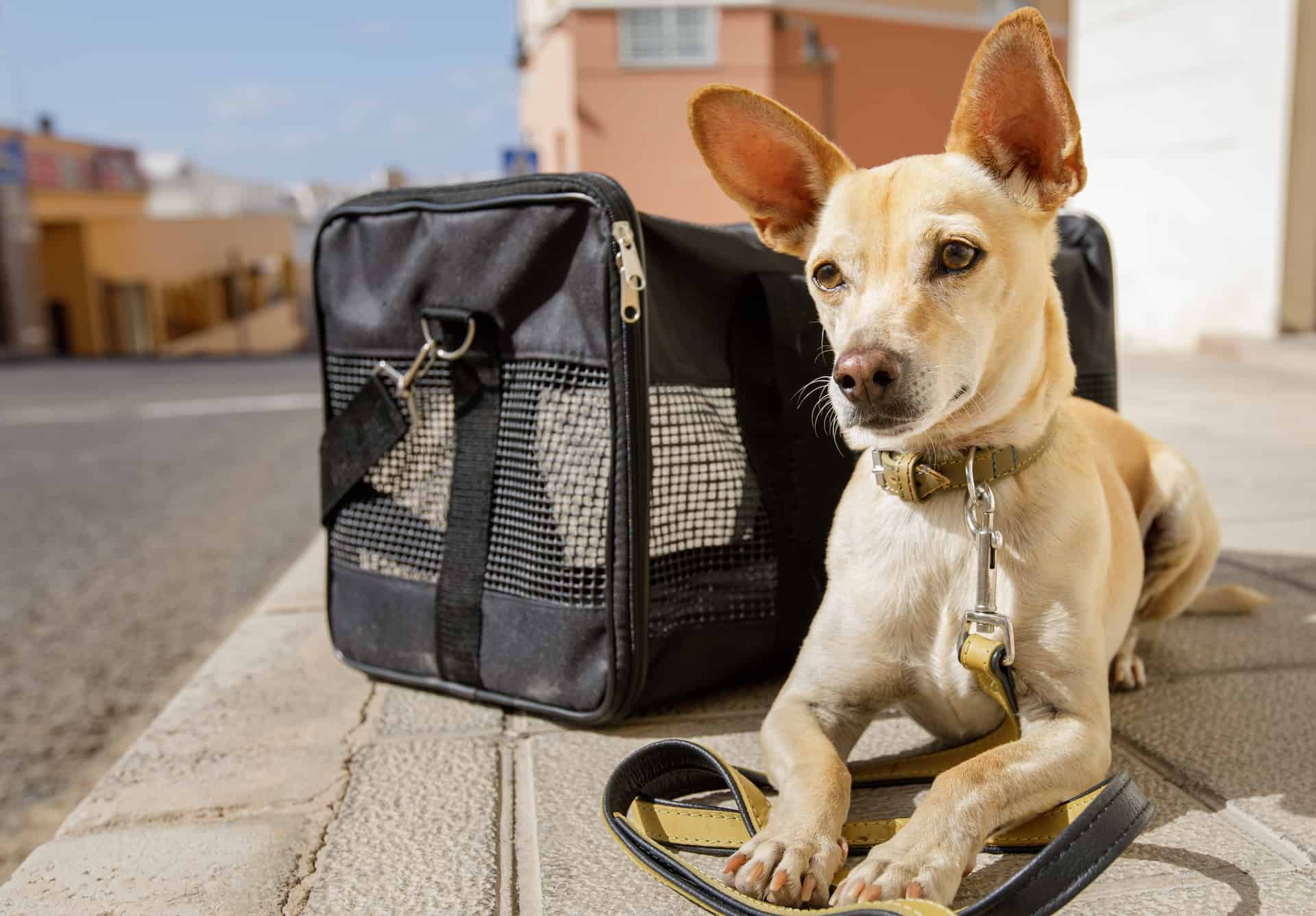 Puppy sales nanny transport