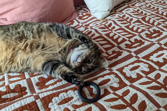 About 8 In Your Home Pet Care Service