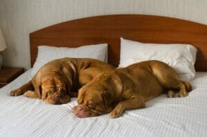 Pet Friendly Ground Transport Hotel