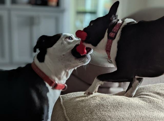 | The Sterling Pooch Pet Services | The Sterling Pooch Pet Services