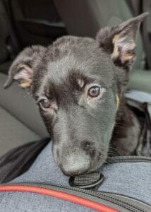 Private Pet Transports Our Family Album