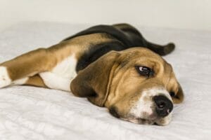 Relocating Pet Transport