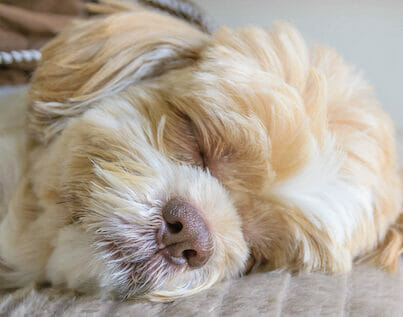 Home 2 Dog Relocation Service