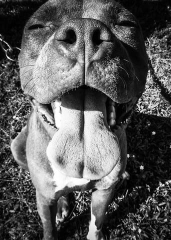 Contact 3 Domestic Pet Transport