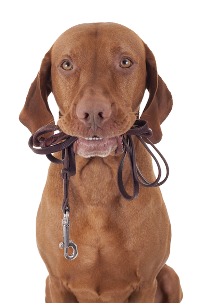 Pet Transport Services 7 Pet Transport Company