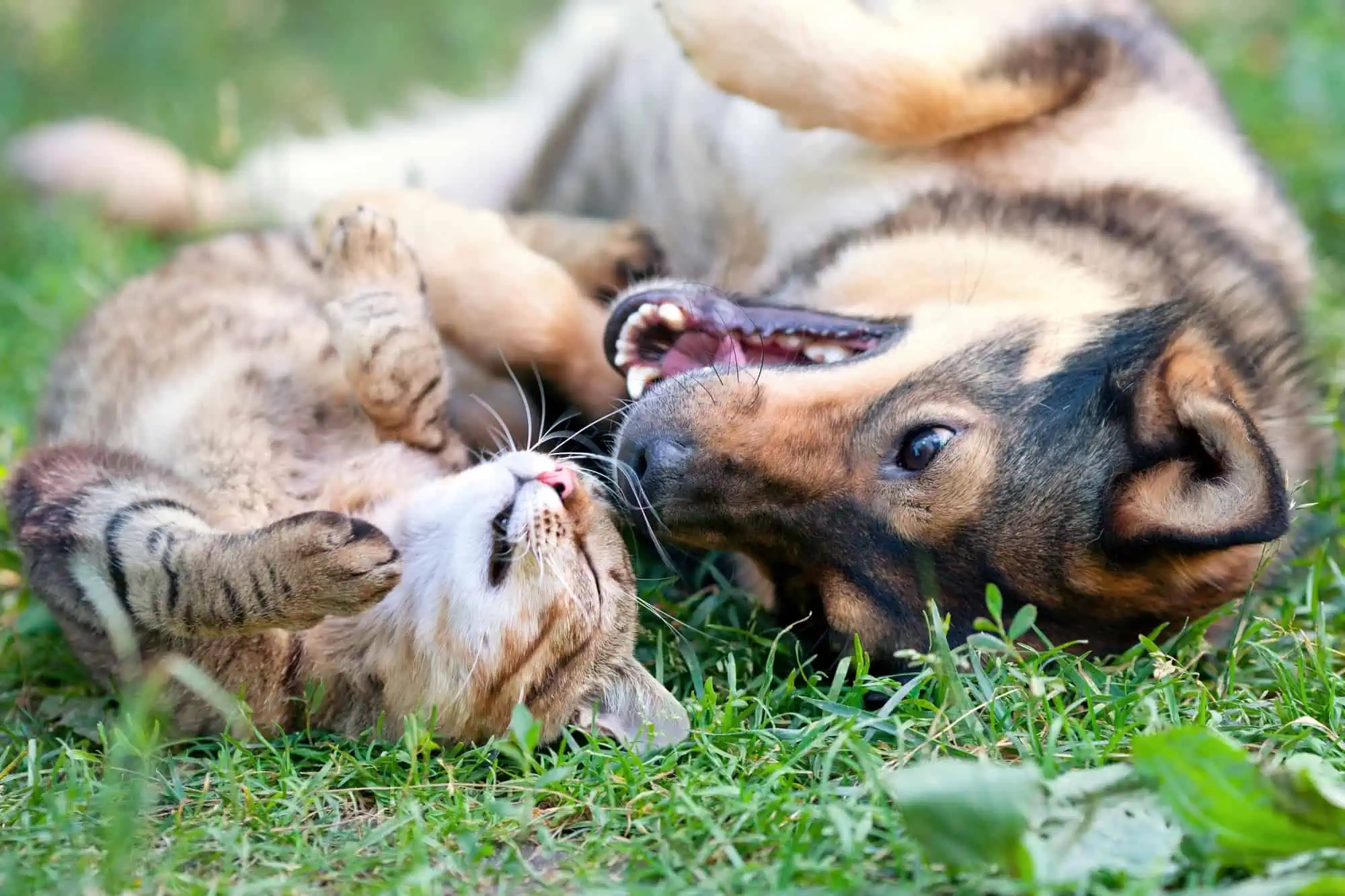 | The Sterling Pooch Pet Services