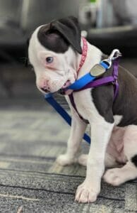 | The Sterling Pooch Pet Services