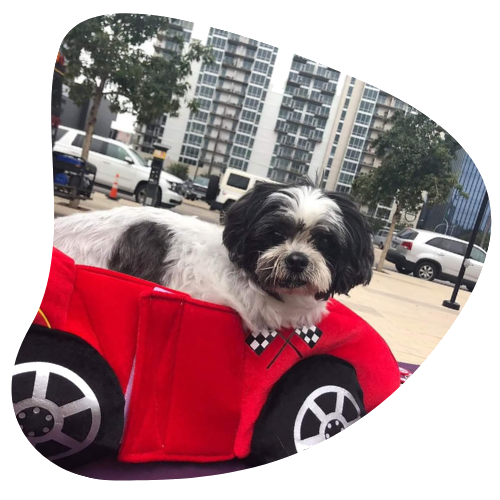 Best Pet Flight Nanny