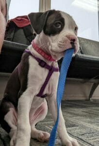 | The Sterling Pooch Pet Services
