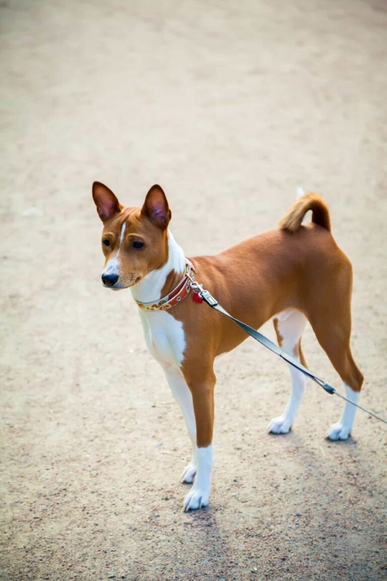 | The Sterling Pooch Pet Services Dog Ground Transport Service FAQ