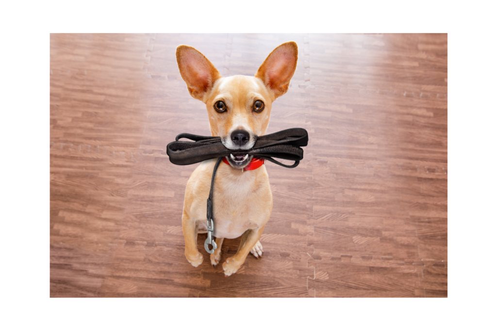 How often should dogs be let out to pee