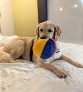 | The Sterling Pooch Pet Services