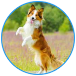 Dog Pet Transport