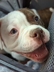 | The Sterling Pooch Pet Services