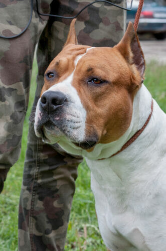 Military Pet Relocation M