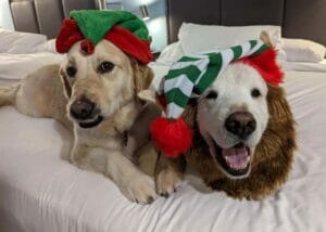 | The Sterling Pooch Pet Services