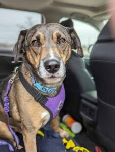 | The Sterling Pooch Pet Services