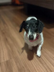 | The Sterling Pooch Pet Services