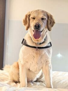 | The Sterling Pooch Pet Services