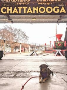 | The Sterling Pooch Pet Services