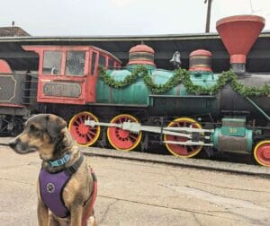 | The Sterling Pooch Pet Services