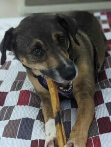 | The Sterling Pooch Pet Services