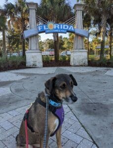| The Sterling Pooch Pet Services