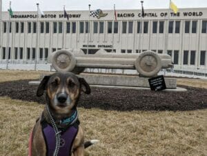 | The Sterling Pooch Pet Services