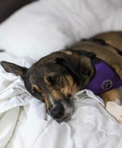 | The Sterling Pooch Pet Services