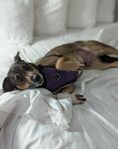 | The Sterling Pooch Pet Services