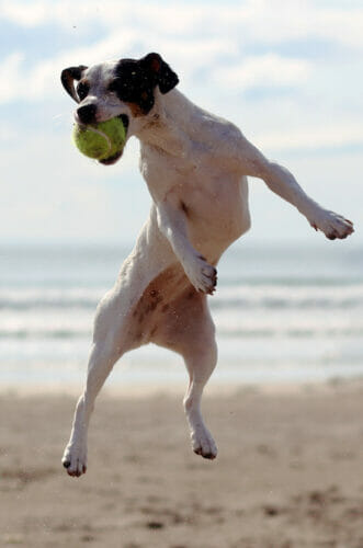 Pet Transport Vacation Homes - M