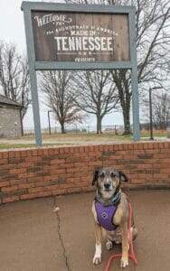 | The Sterling Pooch Pet Services
