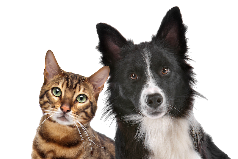 | The Sterling Pooch Pet Services Pet Transportation FAQ