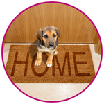 Car Transport Pet Transport