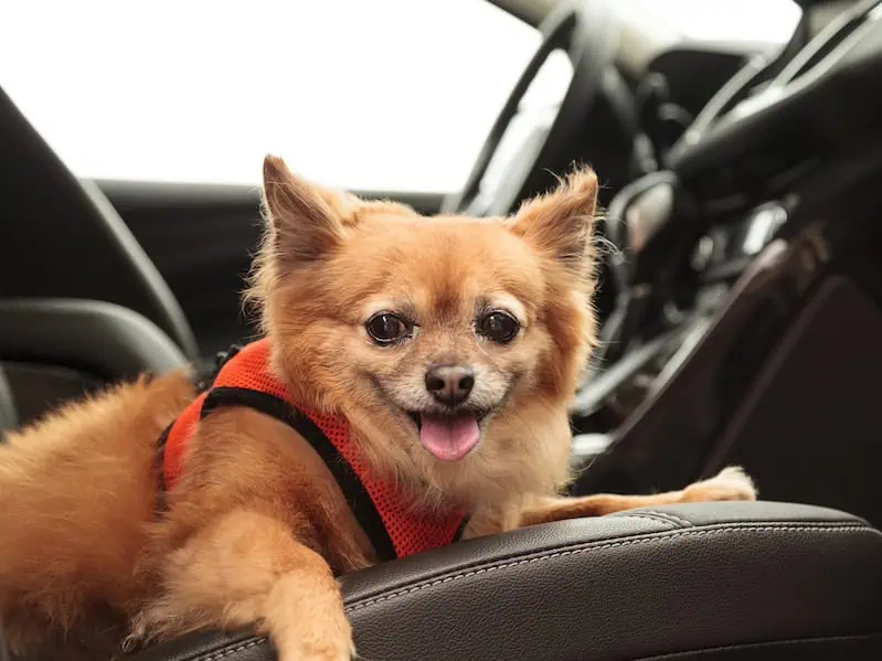 | The Sterling Pooch Pet Services