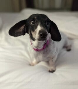 | The Sterling Pooch Pet Services
