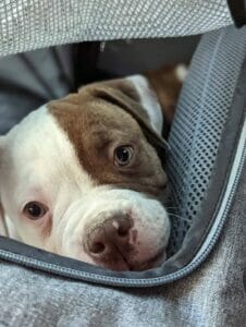 | The Sterling Pooch Pet Services