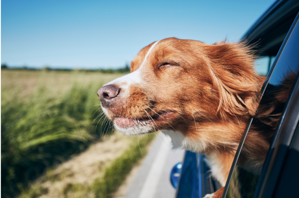 | The Sterling Pooch Pet Services