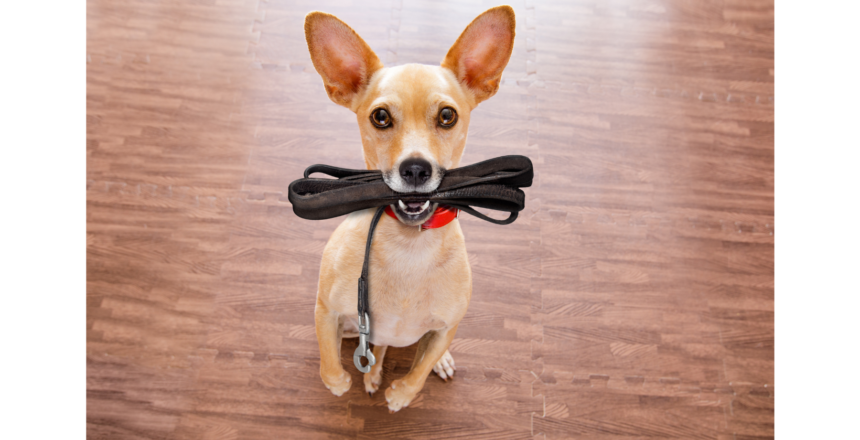 How often should dogs be let out to pee