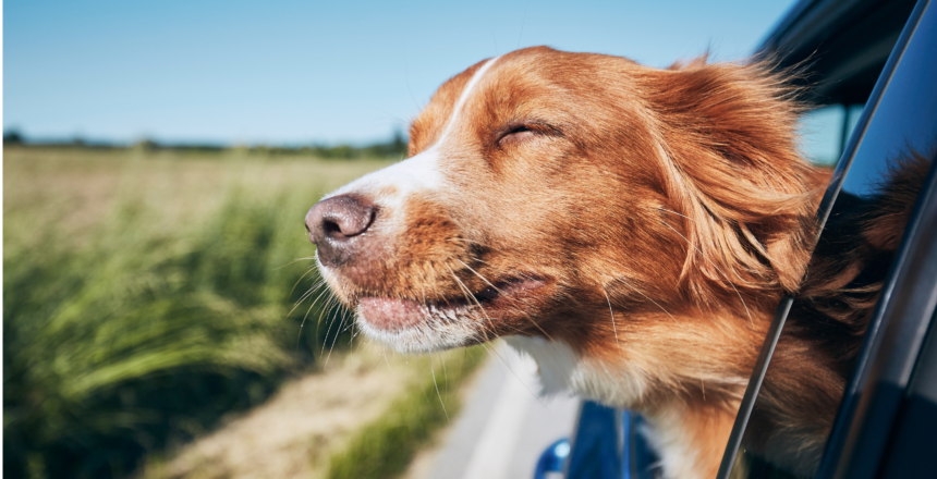 Traveling with pets